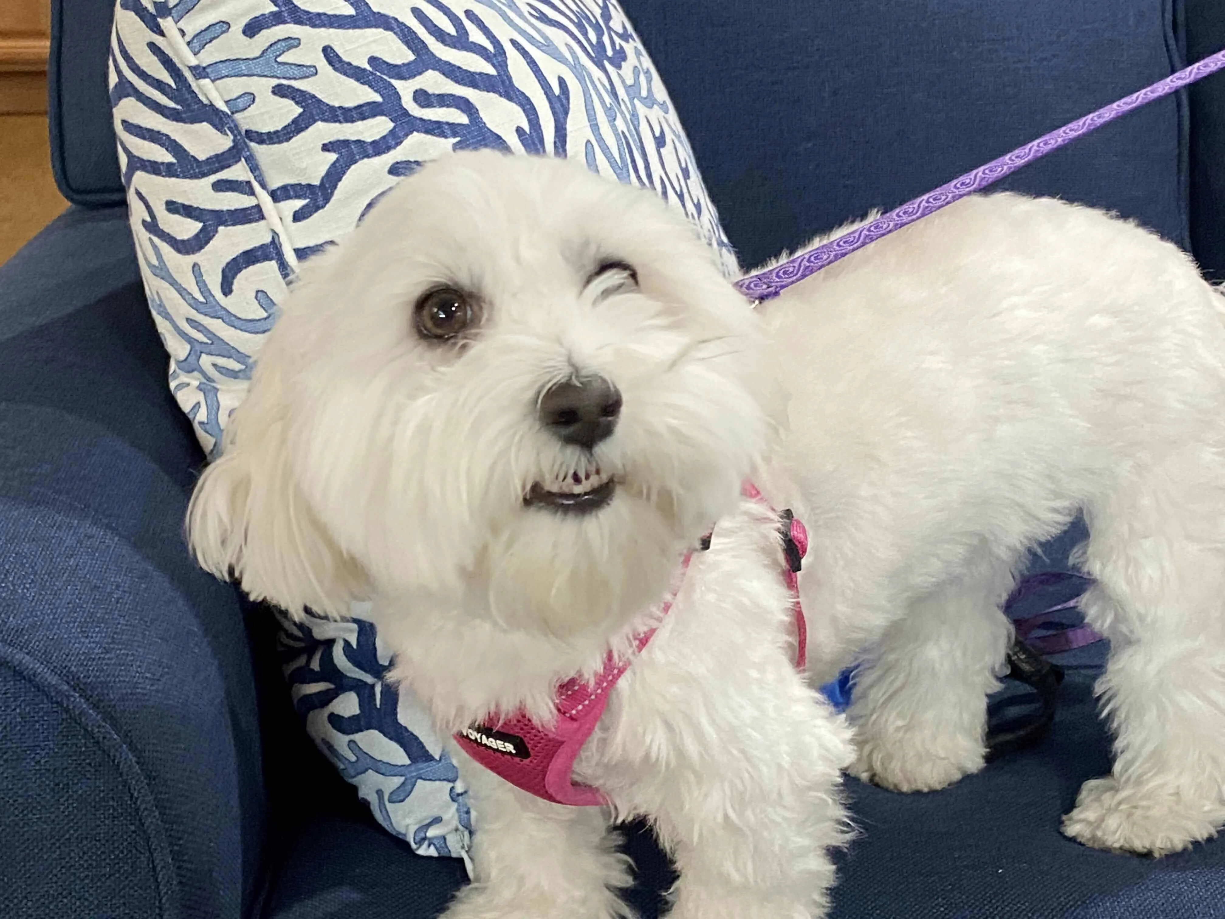 Pet-friendly furniture