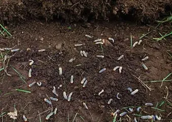 Severe grub infestation in lawn