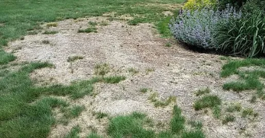Lawn damage caused by grubs