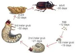 Grub life cycle stages