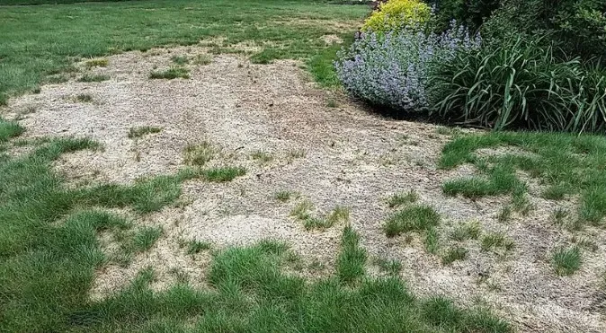 Damaged Lawn