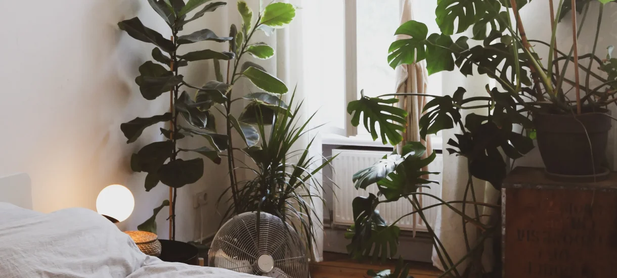 6 plants that promote better sleep to add to your bedroom