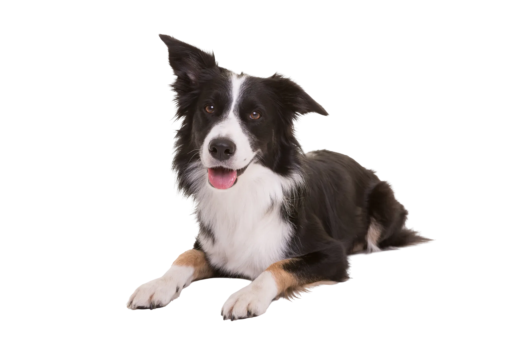 Dog relaxing on home furniture representing the comfort of One Stop Home Furnishings