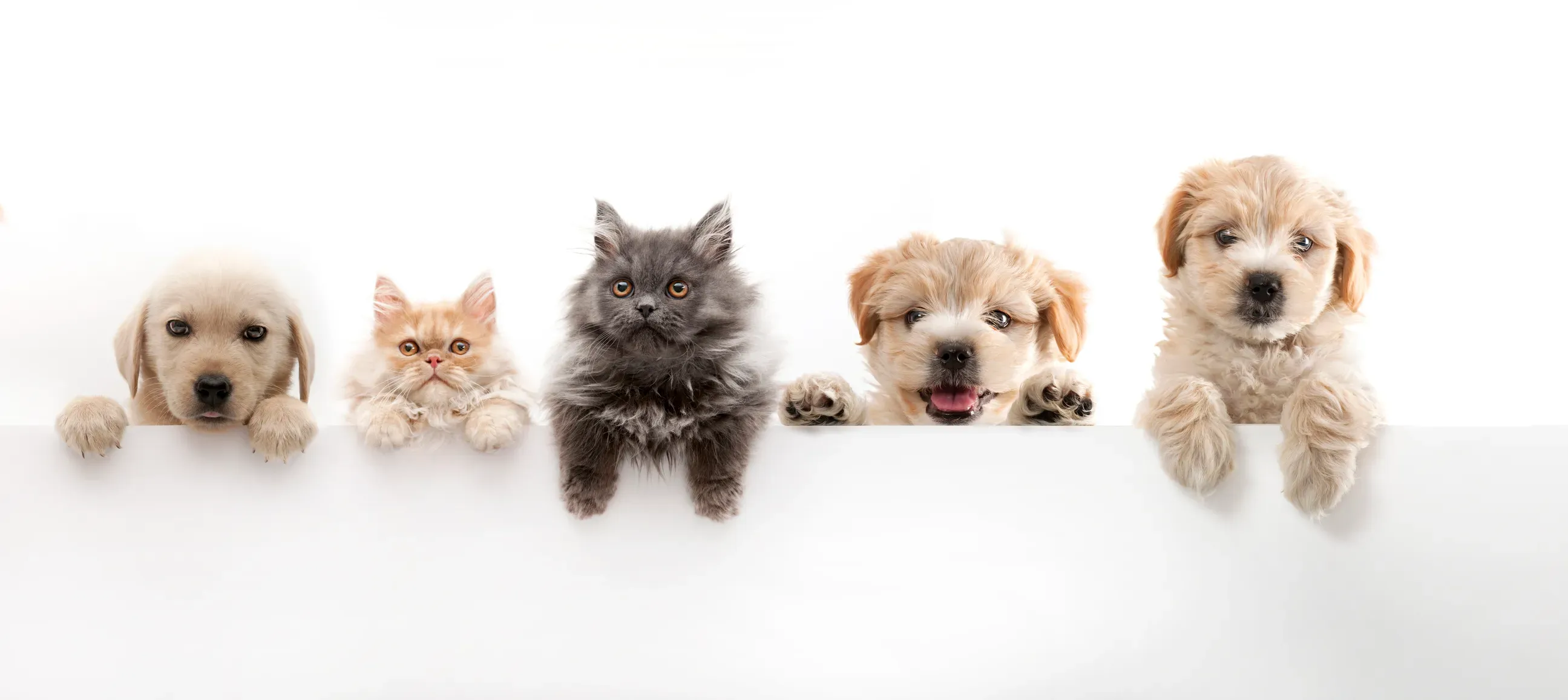 Dog resting on a beige couch inside the store