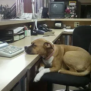 The boss