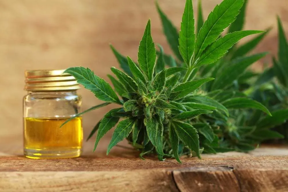 CBD-oil-in-jar-and-hemp-plant-on-wood-surface