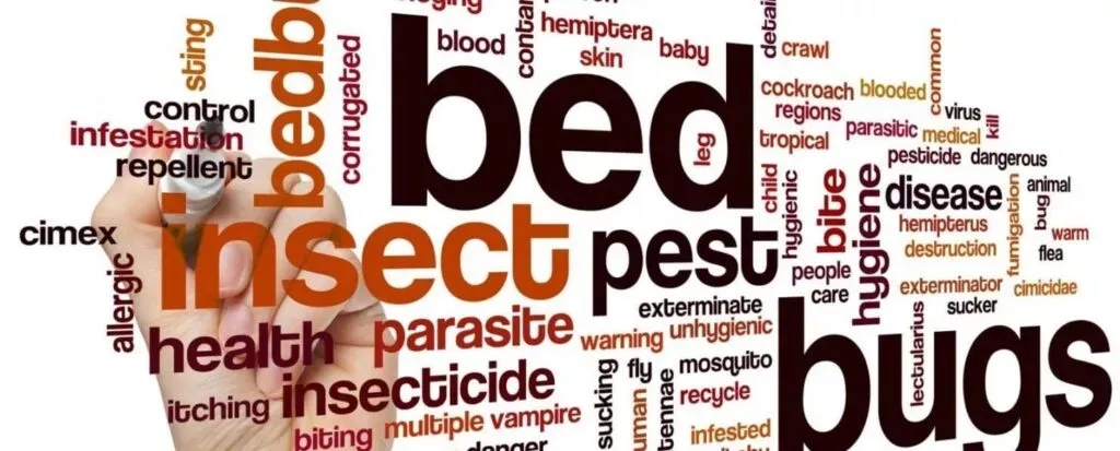 bed-bugs