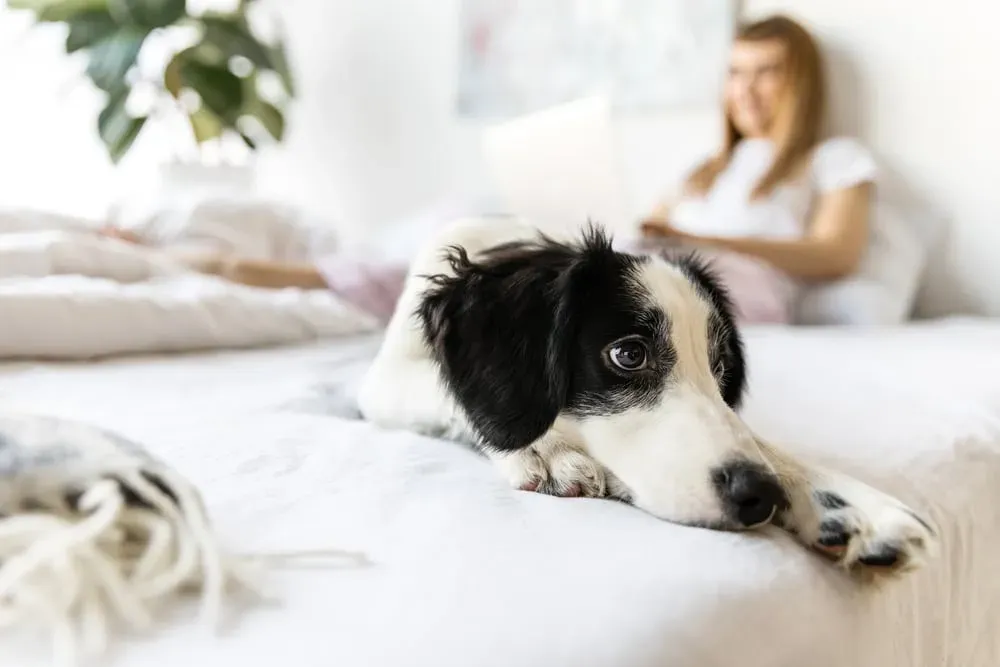 Black-and-white puppy lying in bed, woman in background